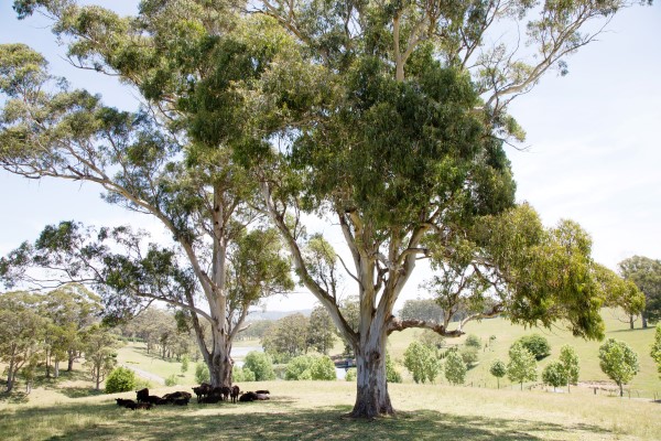 Mali Brae Farm Wedding